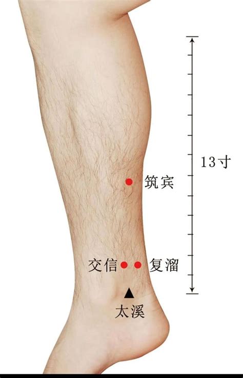 富溜穴|復溜穴:穴位解析,取法,穴位解剖,特異性,主治病症,刺灸法,名解,